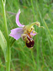 Ophrys apifera